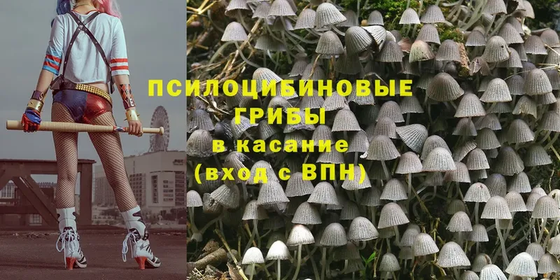 Галлюциногенные грибы Psilocybe  Мичуринск 